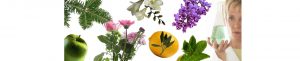 Reed Diffusers Oils, Bottles and Supplies