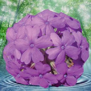 Reed Diffuser Scent of the Week - Aqua Verbena